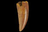 Serrated, Raptor Tooth - Real Dinosaur Tooth #176222-1